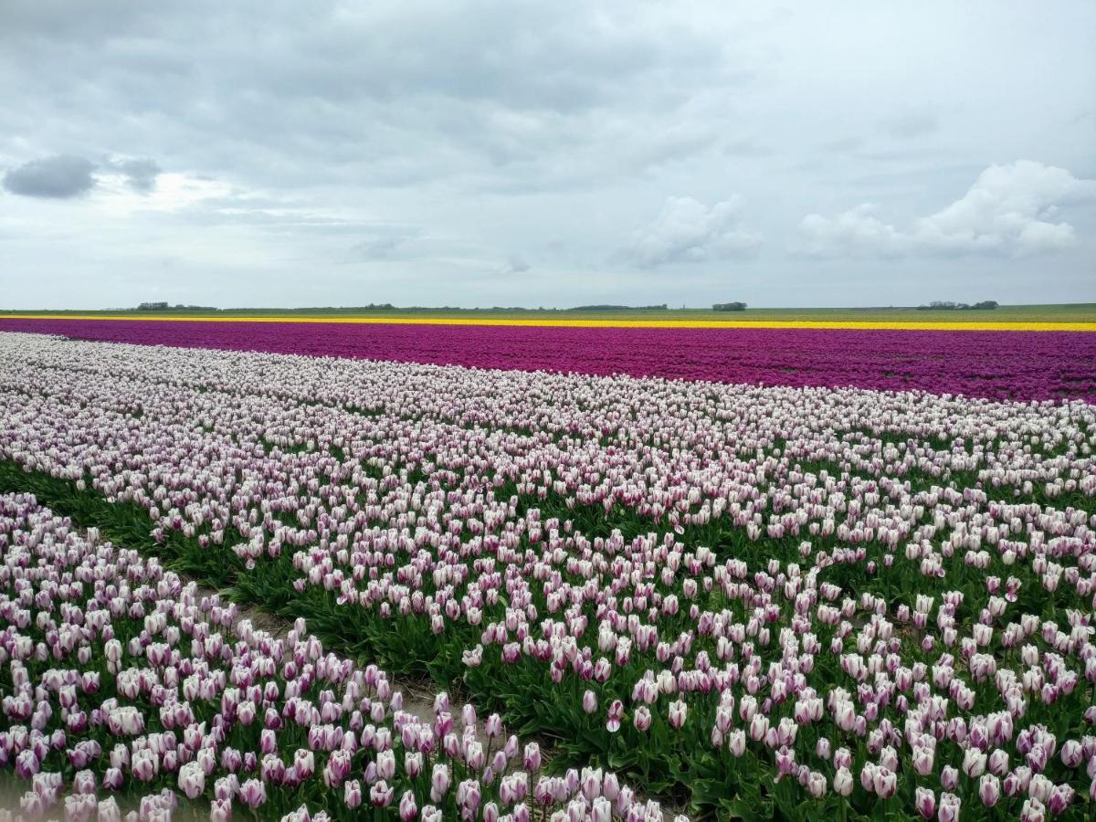 Vakantiebungalow Texel De Cocksdorp  Dış mekan fotoğraf
