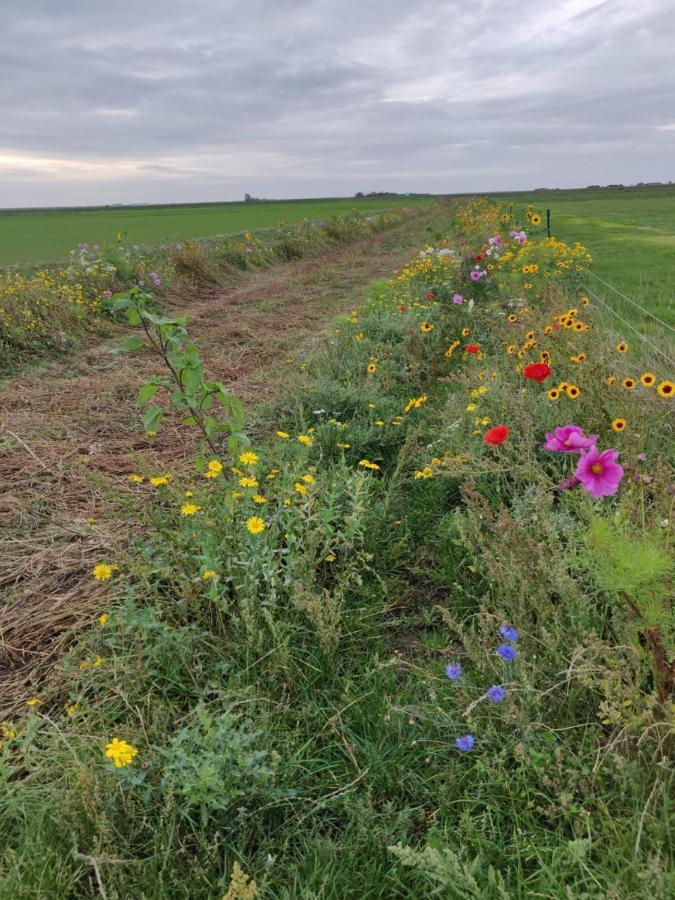 Vakantiebungalow Texel De Cocksdorp  Dış mekan fotoğraf